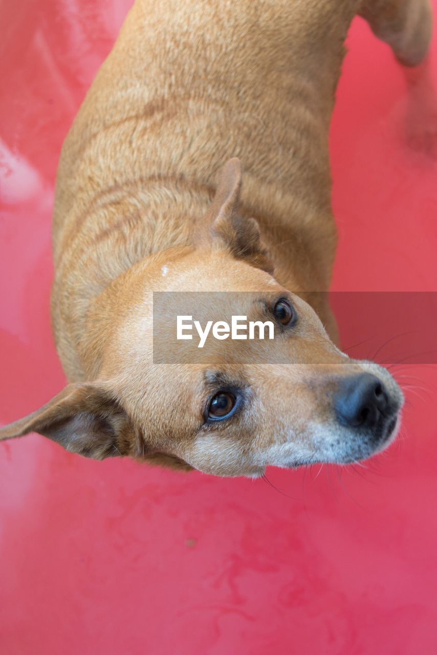 CLOSE-UP OF DOG WITH RED BLANKET