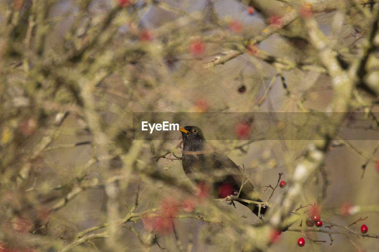 Close-up of bird perching on tree