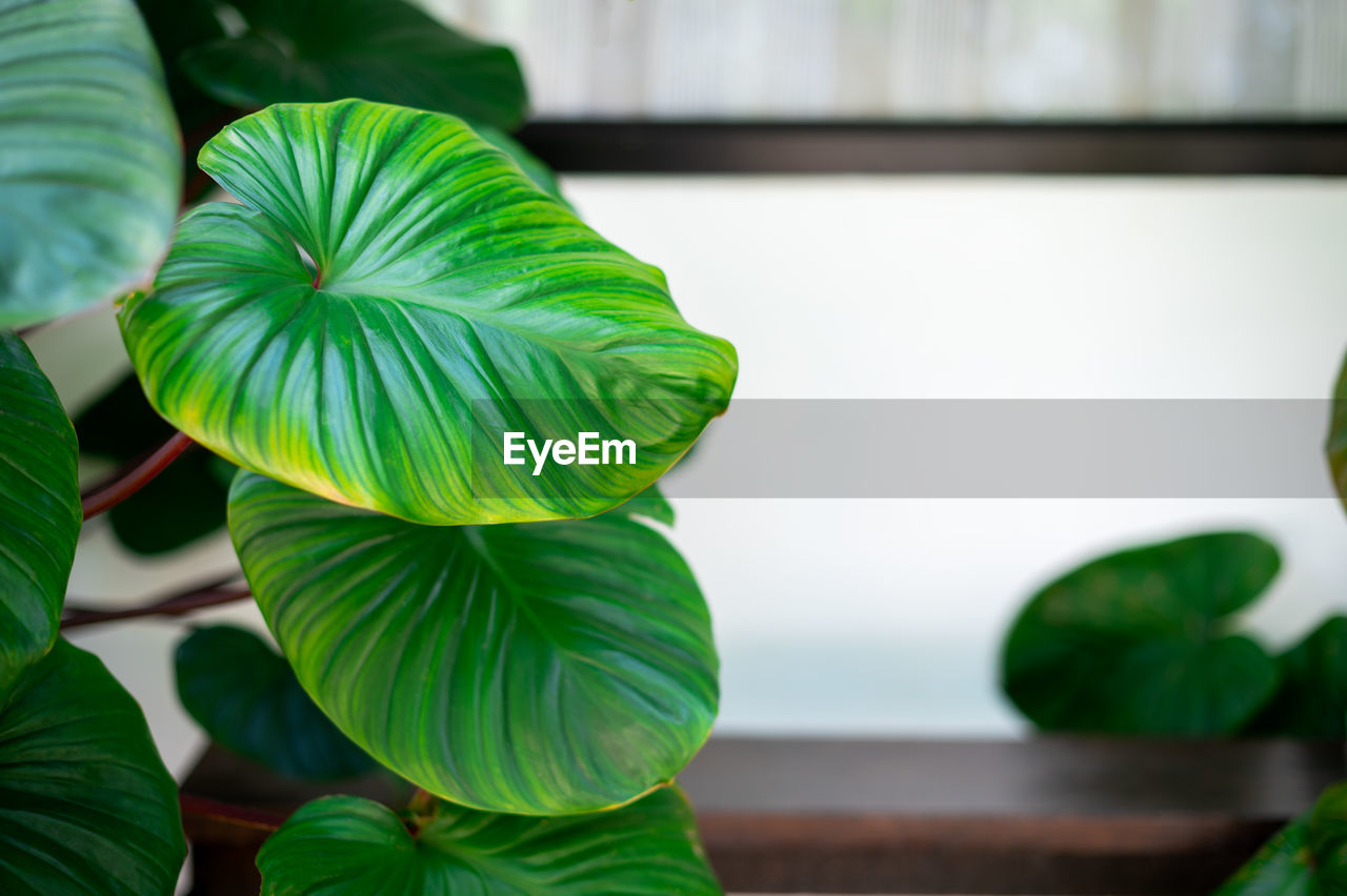 CLOSE-UP OF POTTED PLANT
