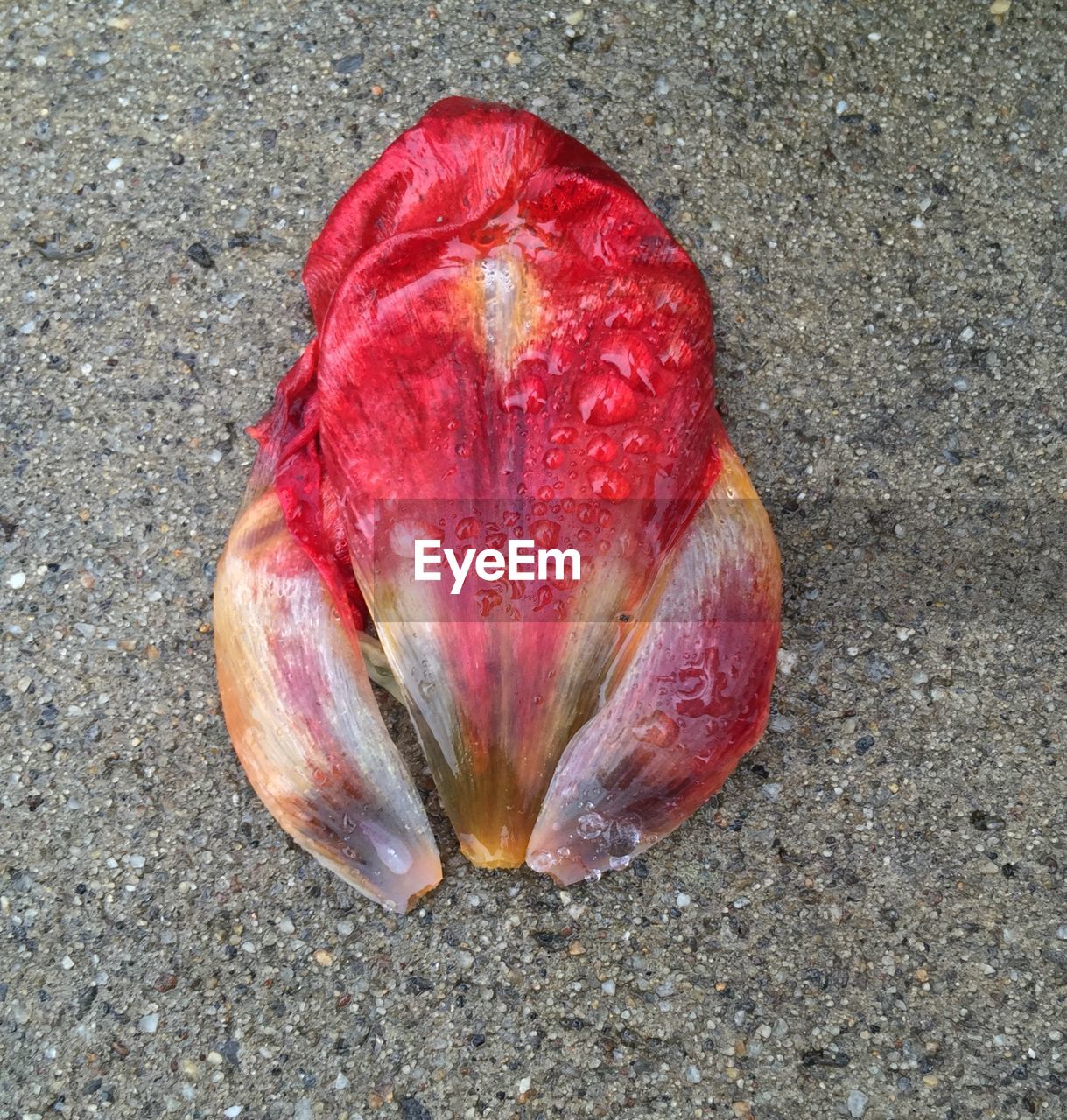 High angle view of wet tulip petal on footpath