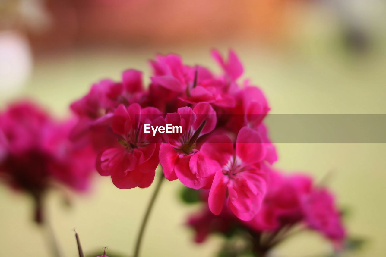 Close-up of pink flowering plant