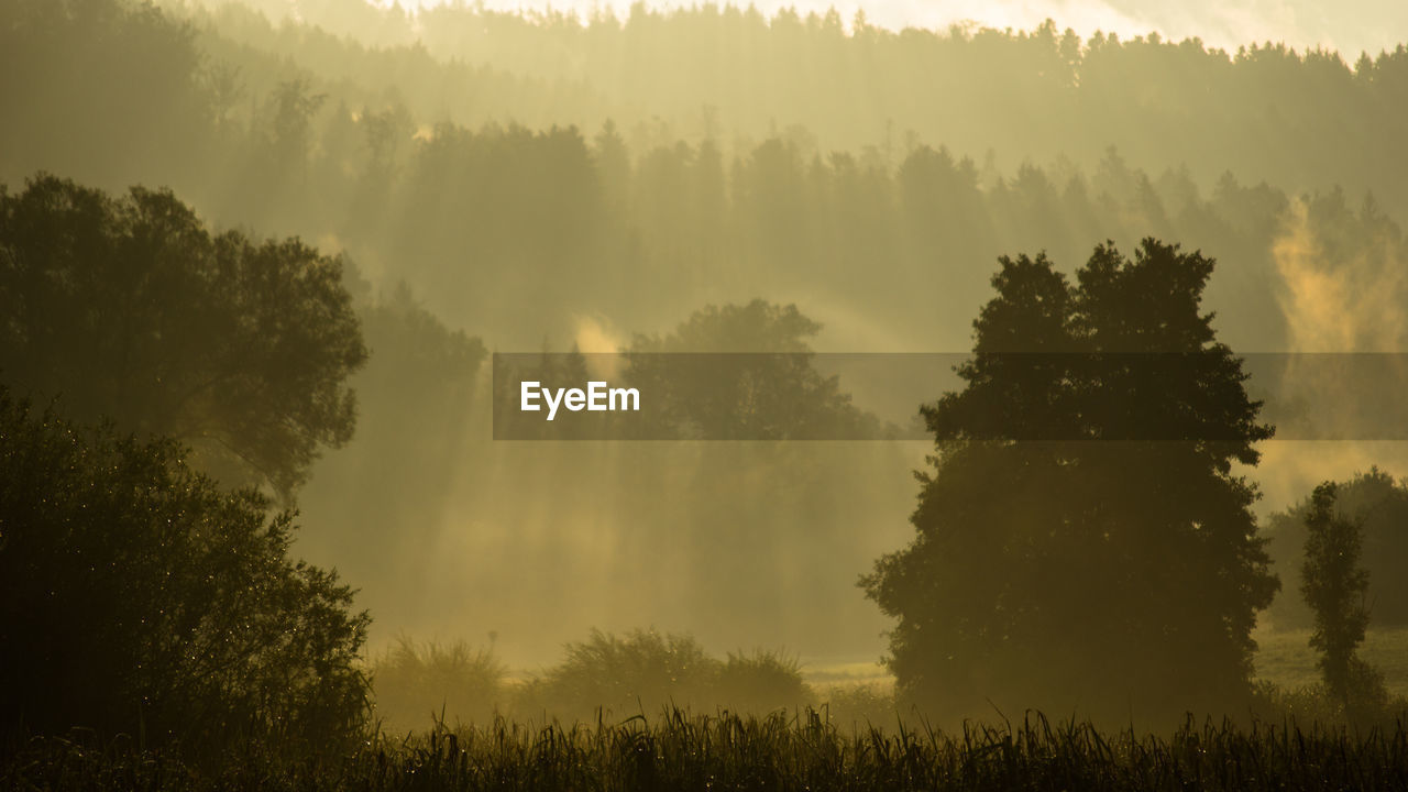 Trees in forest against sky