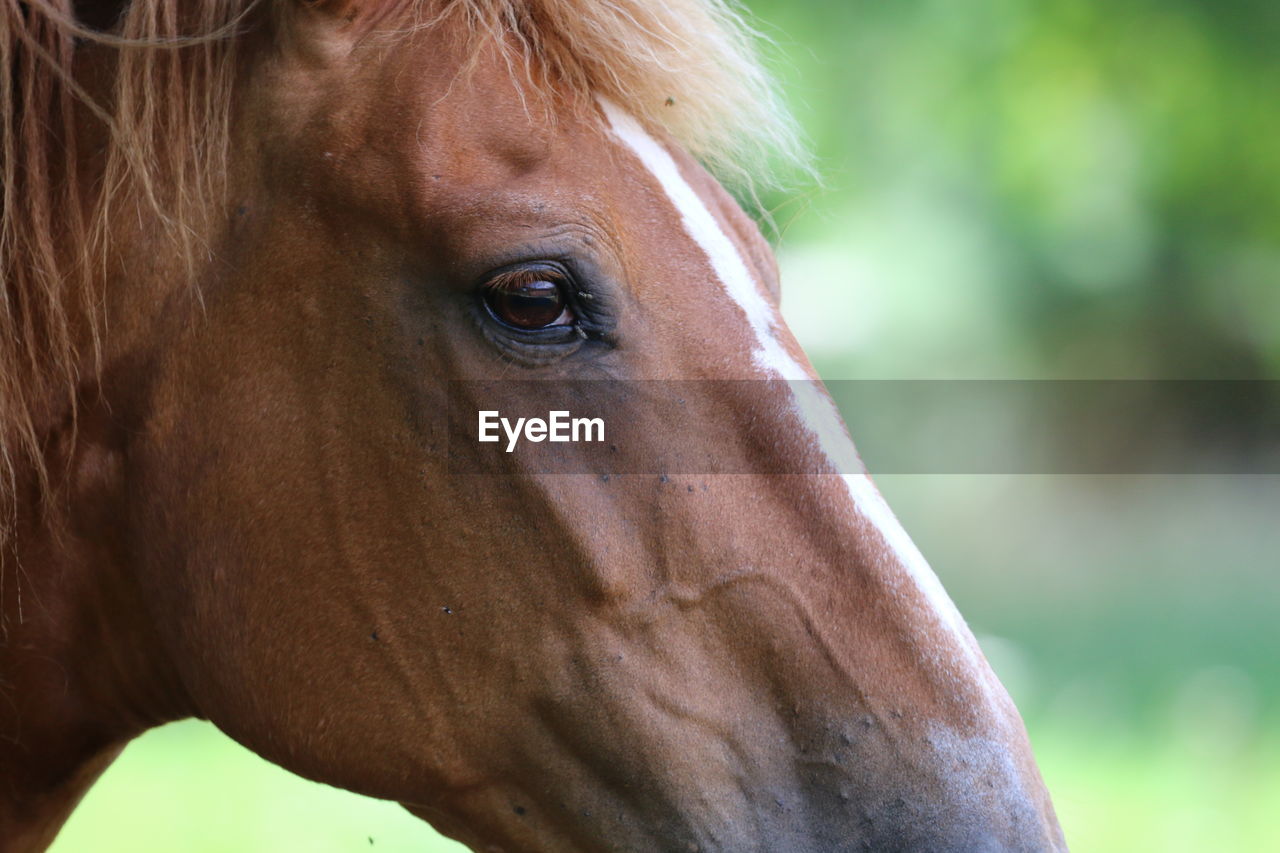 Close-up of a horse and looks in the camera