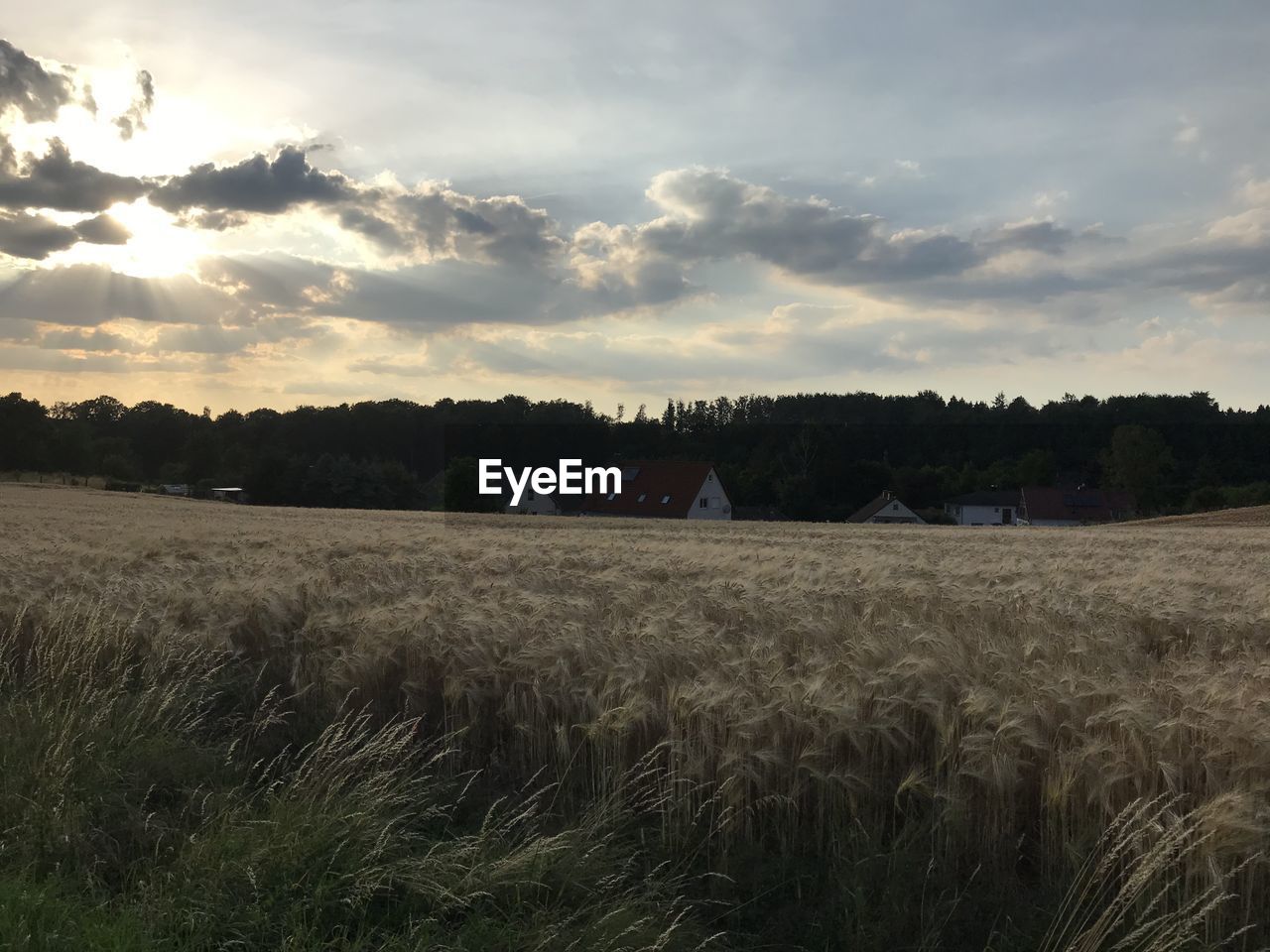 FIELD AGAINST SKY