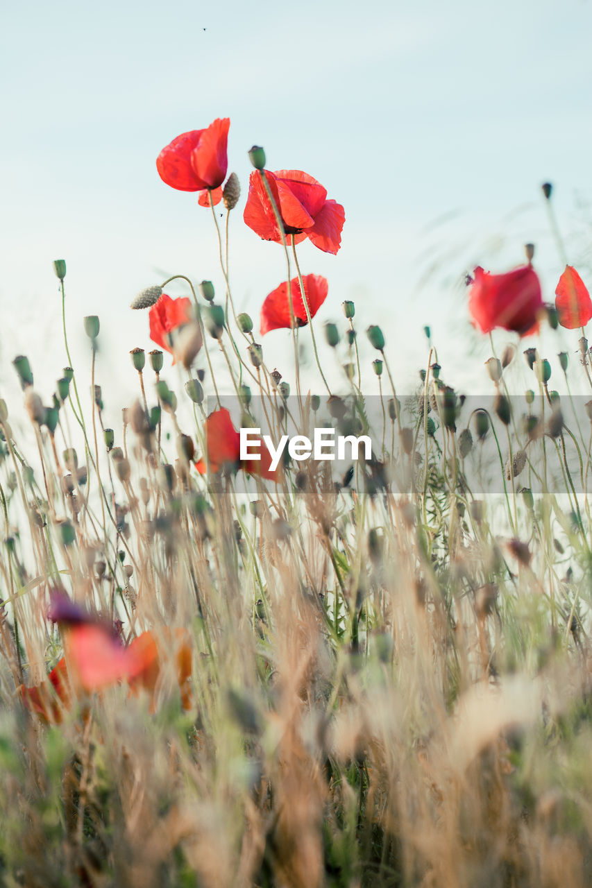 Close-up of red poppy flowers on field