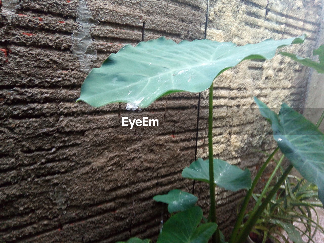 CLOSE-UP VIEW OF PLANTS