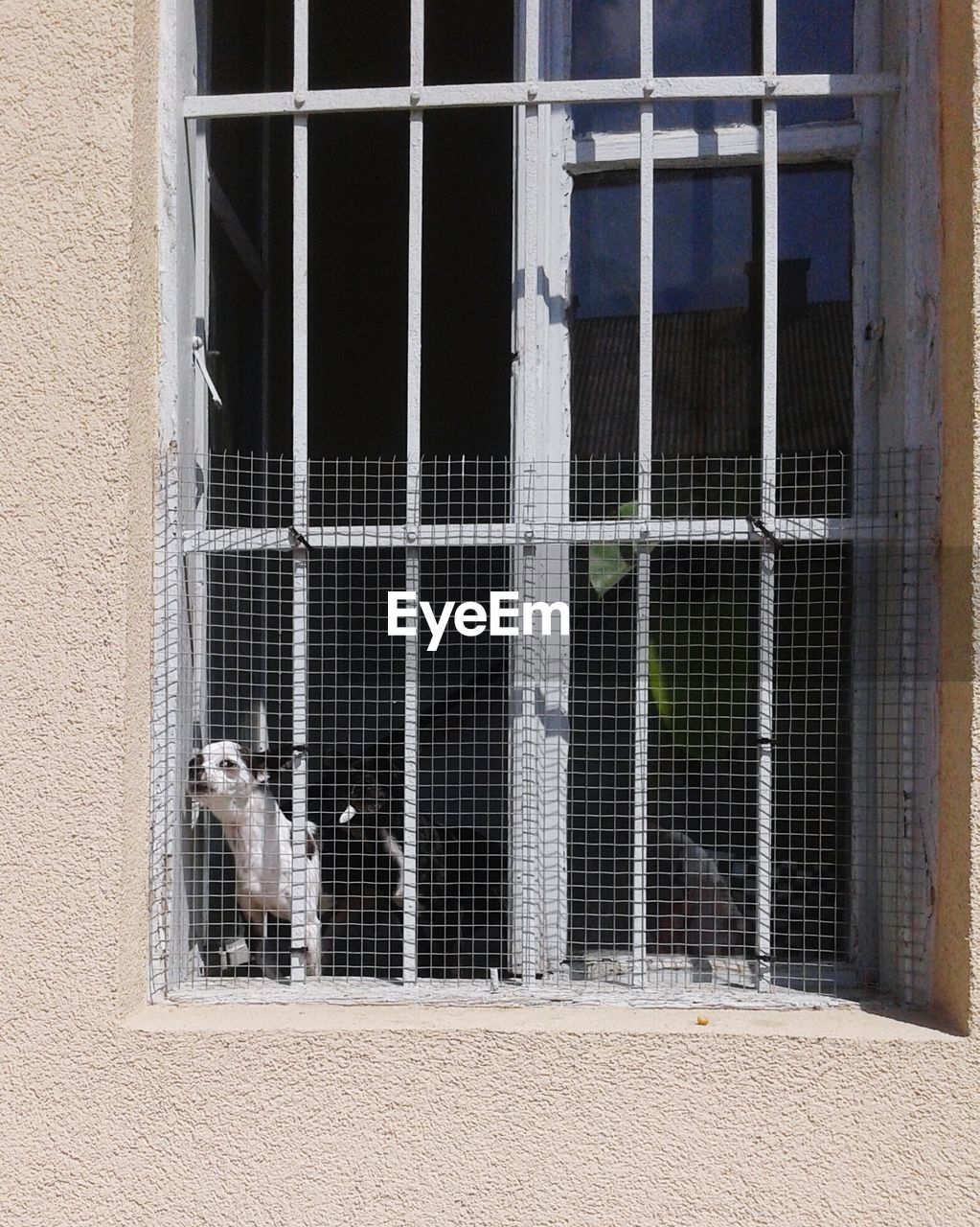 Cat in front of building