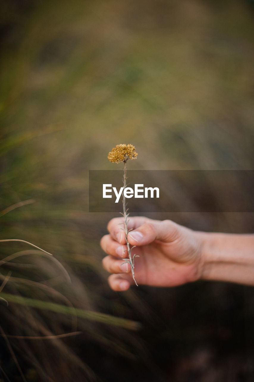 Cropped hand holding flower