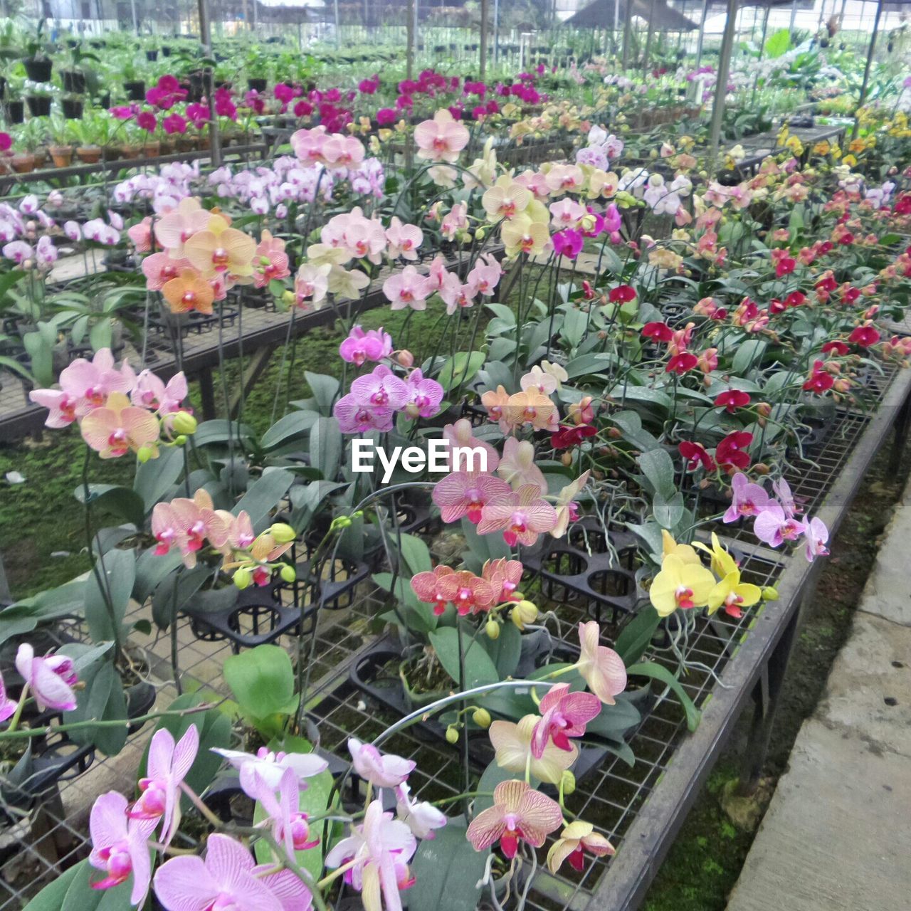 Various flowers in greenhouse