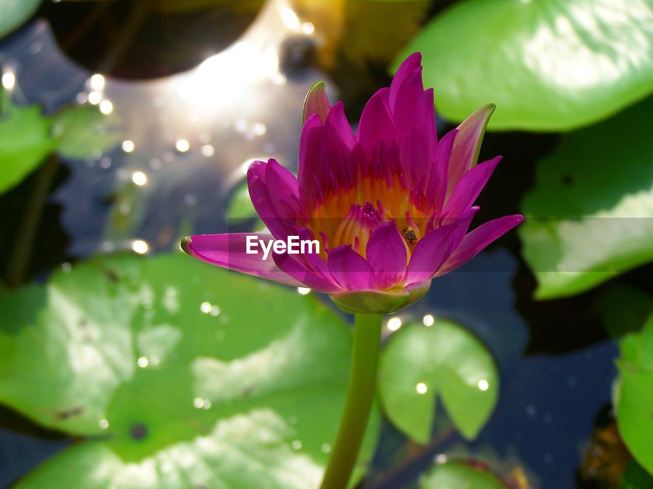 CLOSE-UP OF WATER LILY IN POND