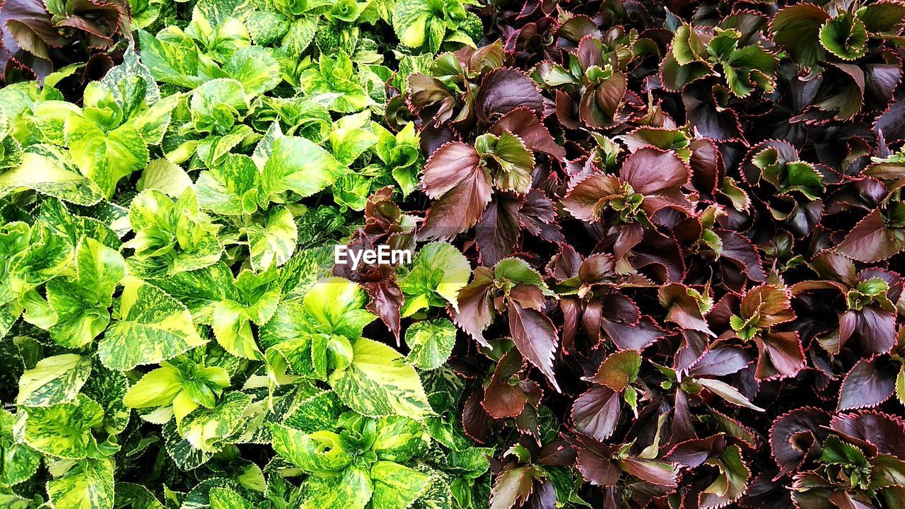 FULL FRAME SHOT OF GREEN PLANT