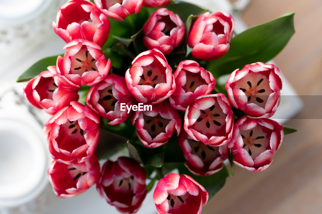 HIGH ANGLE VIEW OF PINK ROSES