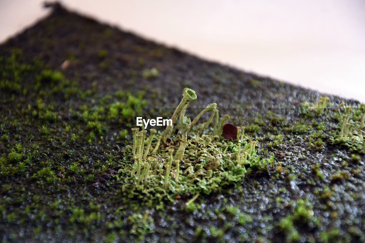 CLOSE-UP OF MOSS GROWING ON PLANT