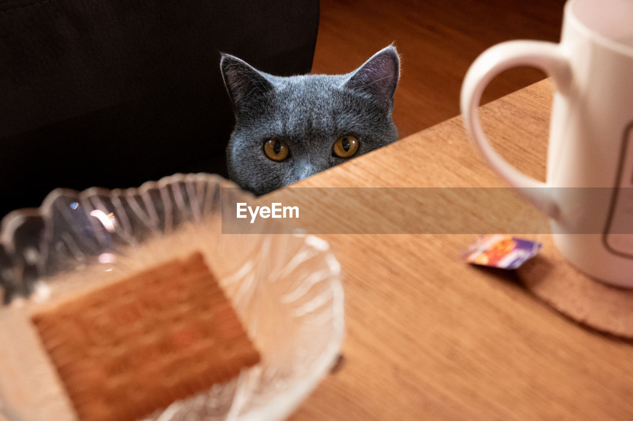 Close-up of cat behind a coffee table.