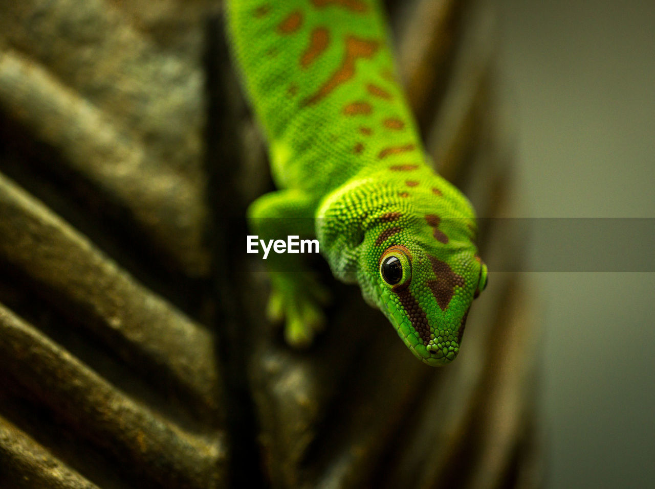 High angle portrait of green lizard