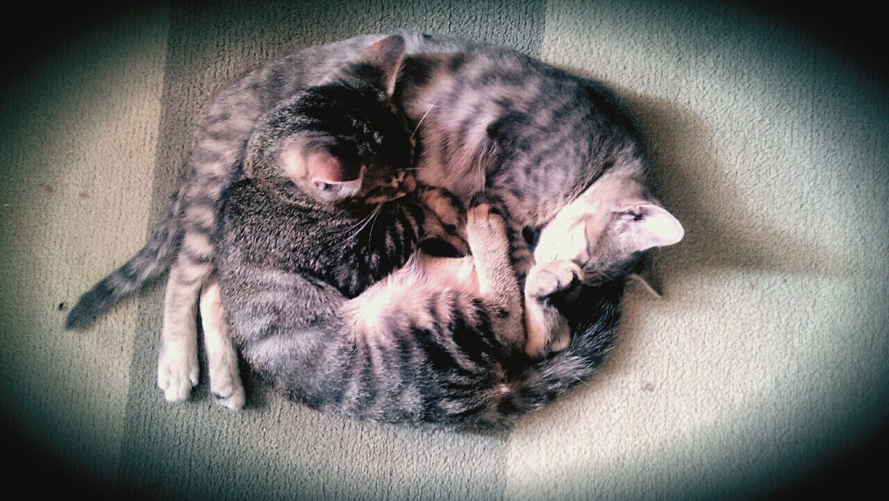 High angle view of cats sleeping at home