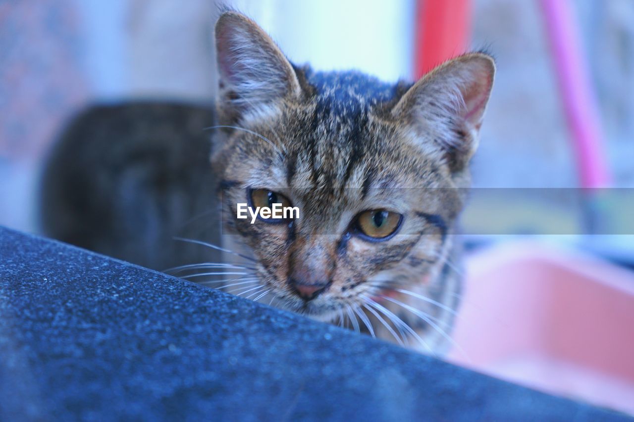 PORTRAIT OF CAT