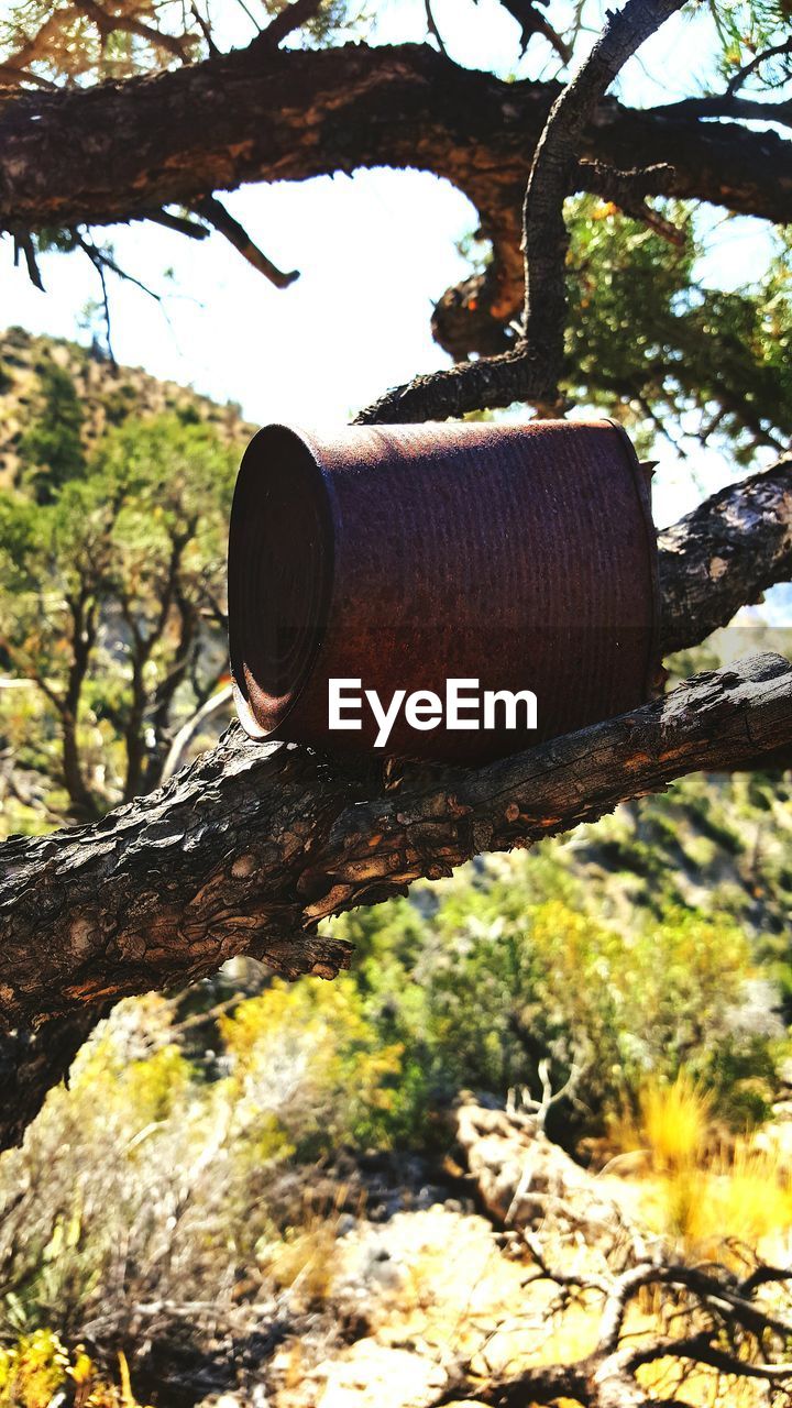 tree, tree trunk, wood - material, no people, branch, deforestation, log, day, focus on foreground, outdoors, nature, close-up, forestry industry