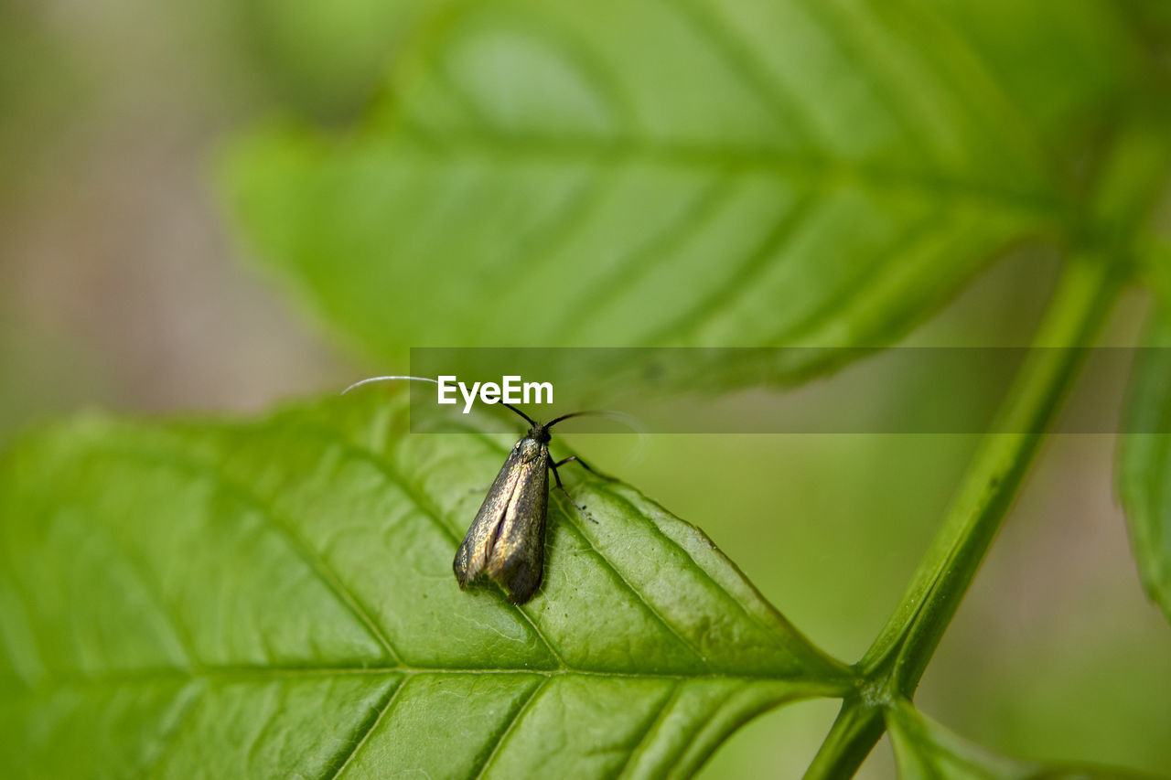 INSECT ON LEAF