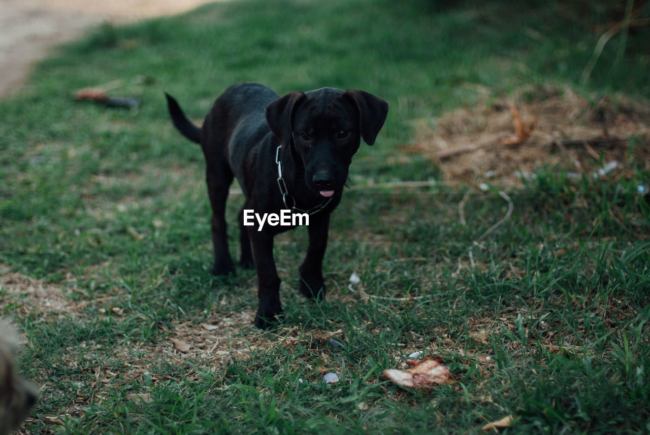 PORTRAIT OF BLACK DOG RUNNING IN FIELD