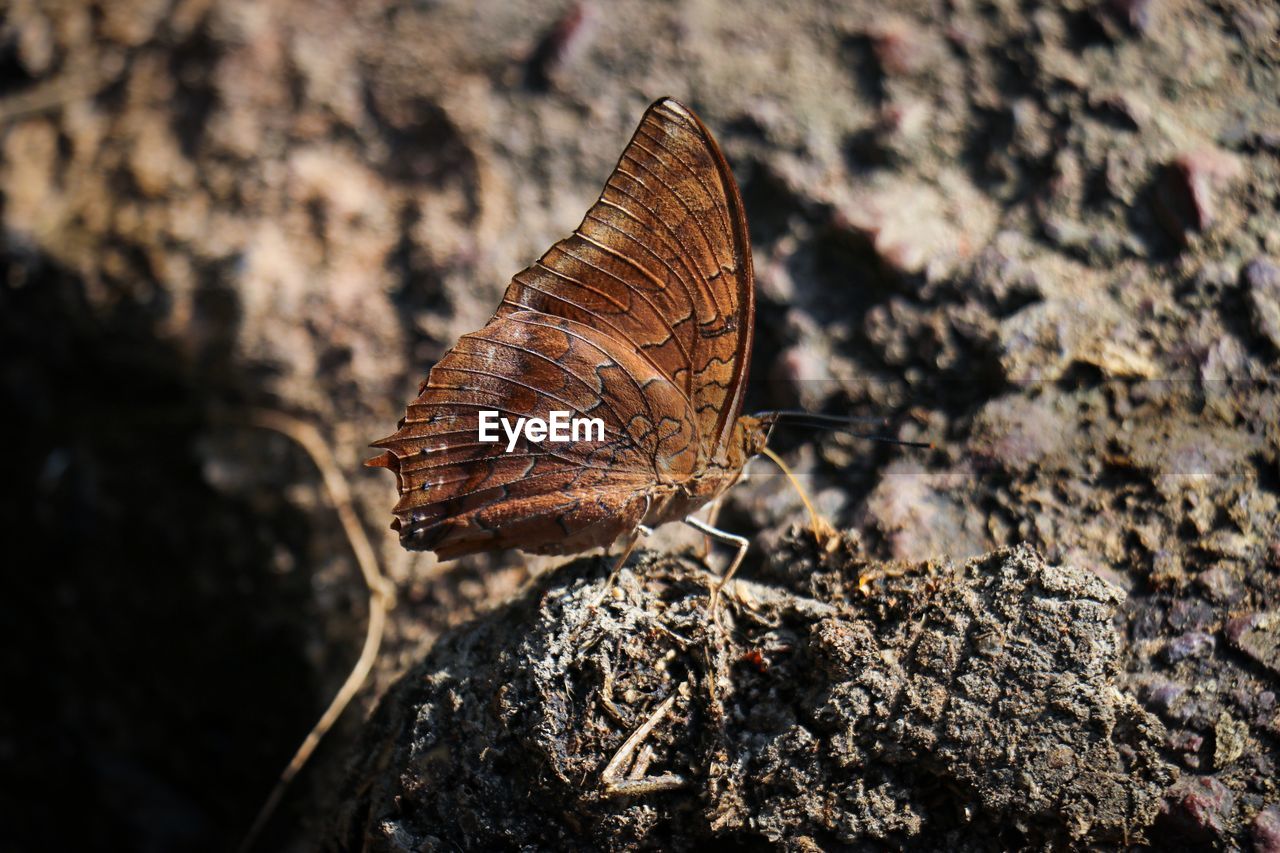 Close-up of butterfly on rock