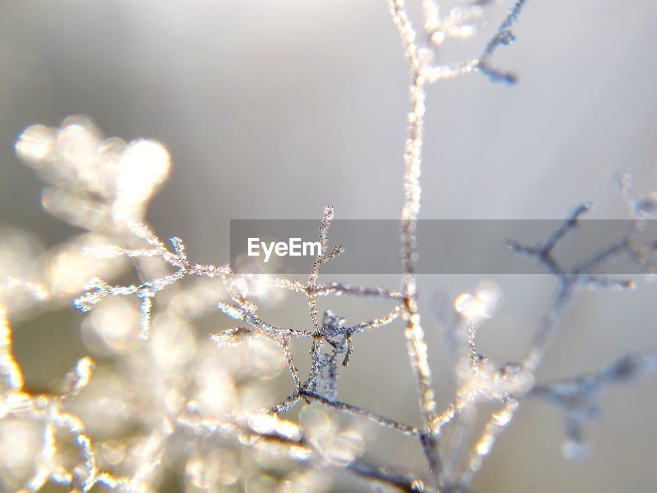 Close-up of frost on twigs