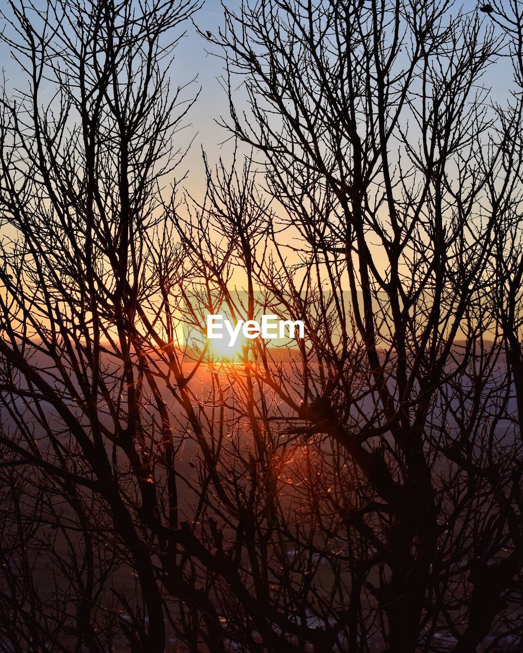 CLOSE-UP OF SILHOUETTE TREE AGAINST SUNSET SKY