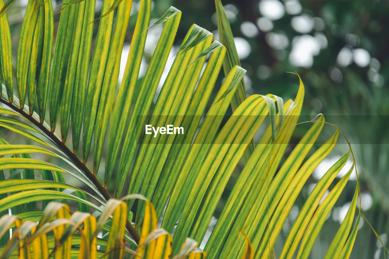 CLOSE-UP OF PALM LEAVES ON TREE