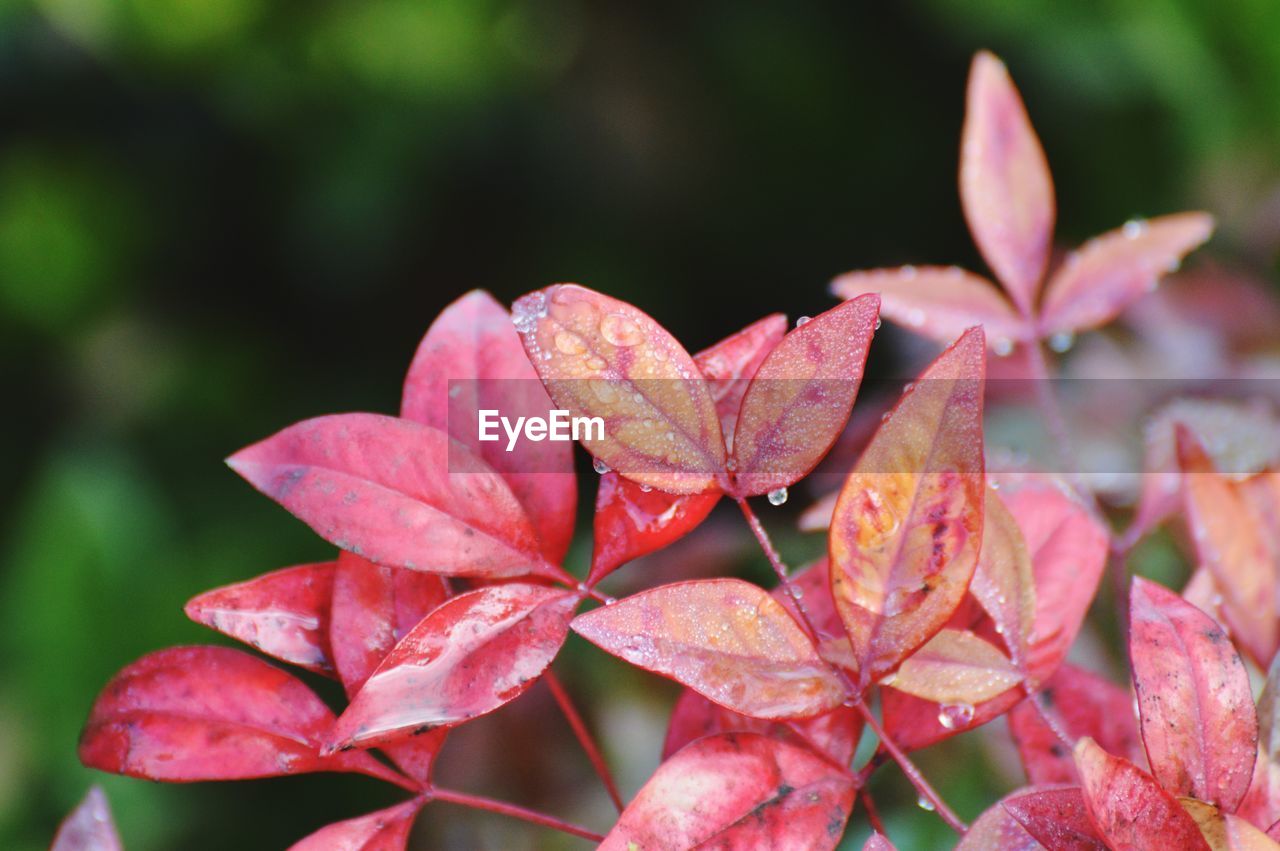 Close-up of red flowering plant leaves