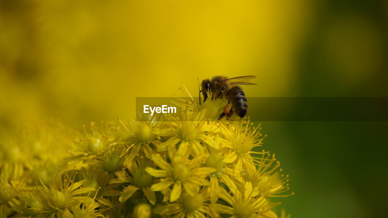 CLOSE-UP OF HONEY BEE POLLINATING ON FLOWER