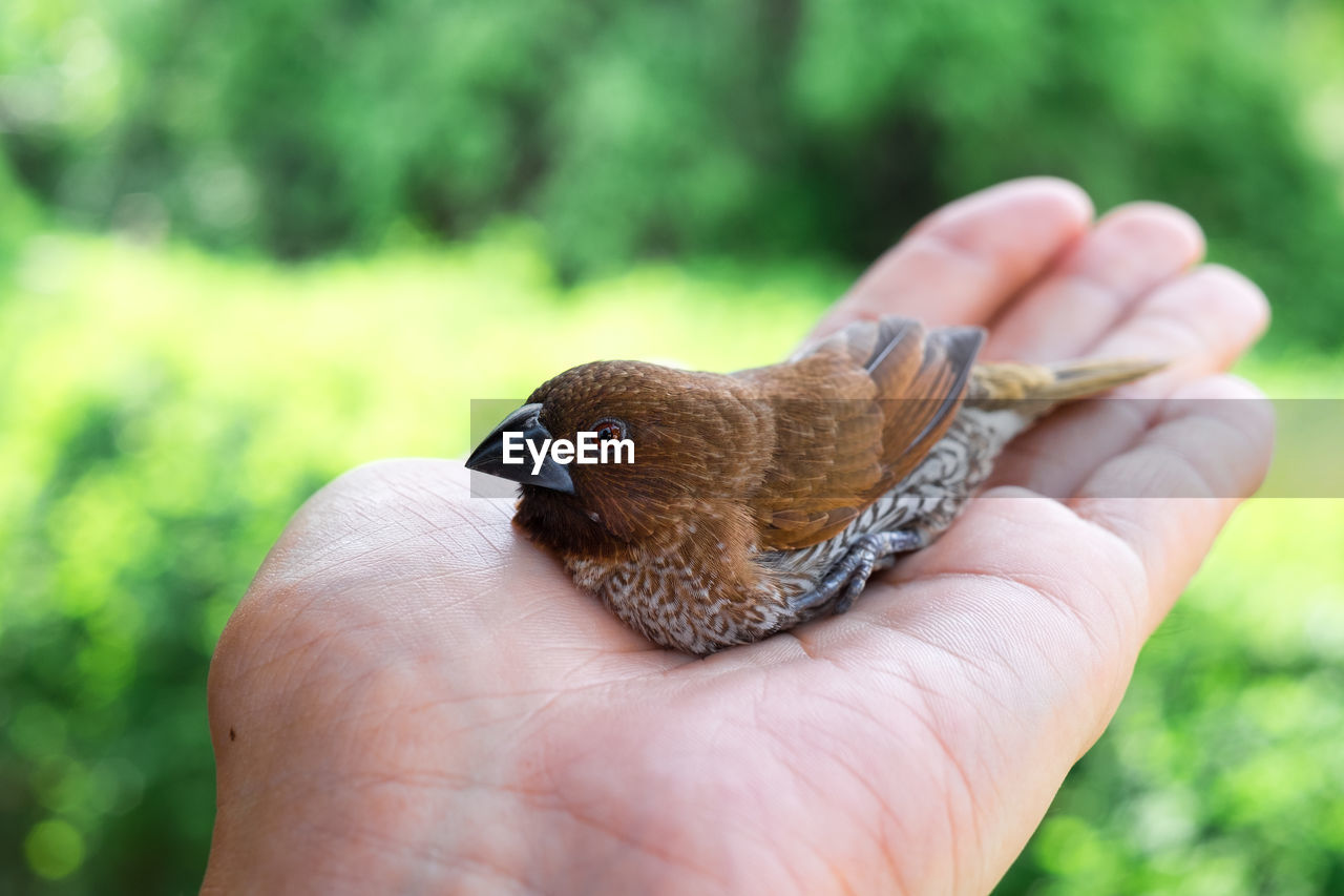 Close-up of cropped hand holding small bird