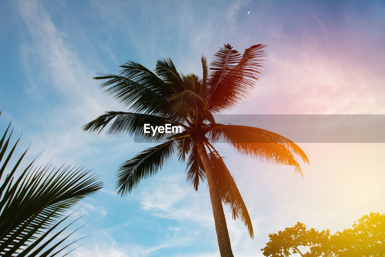 Palm tree silhouette in sunset sky, toned