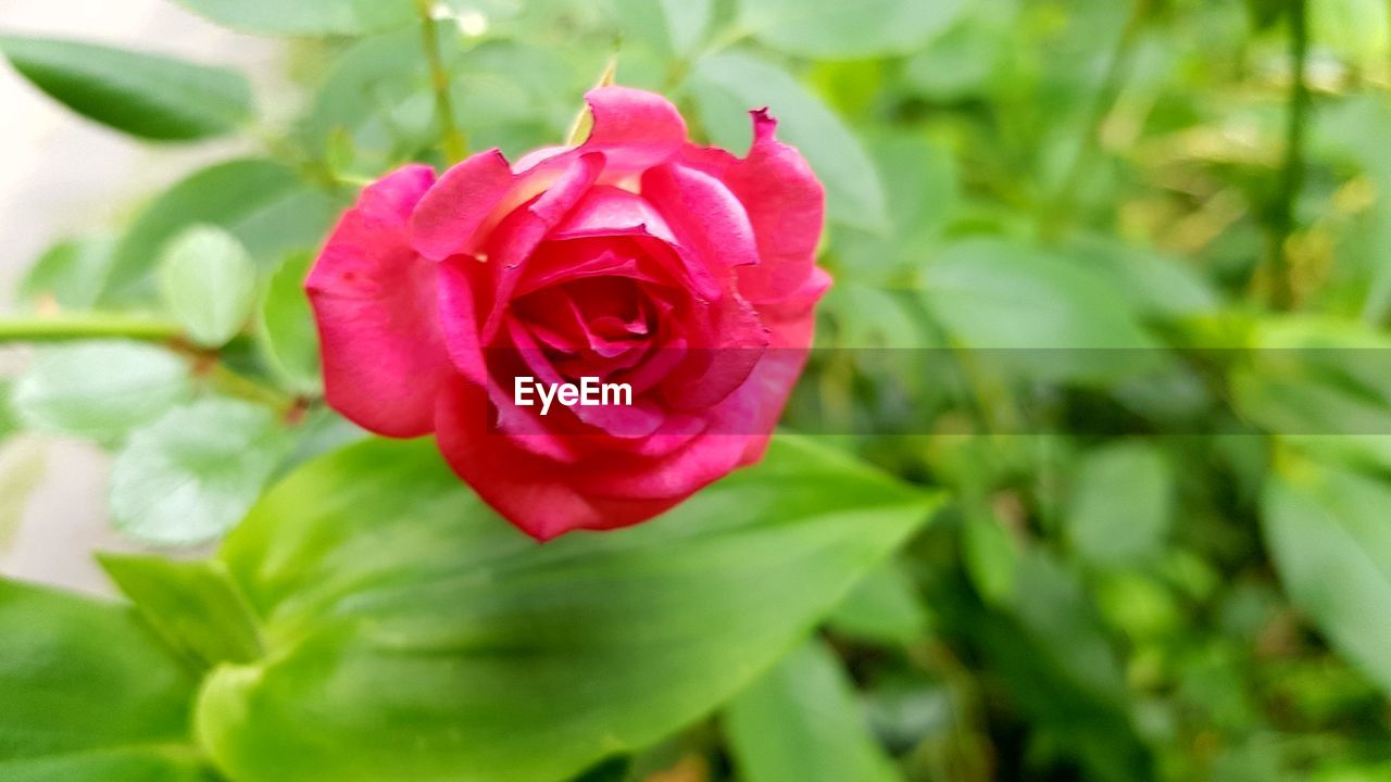 CLOSE-UP OF RED ROSES BLOOMING OUTDOORS