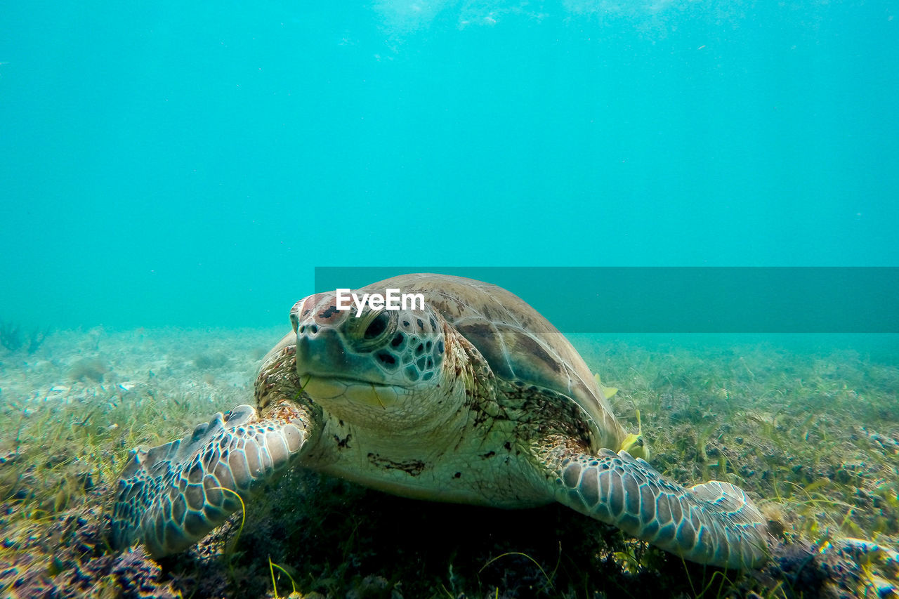 Close-up of sea turtle on ocean floor
