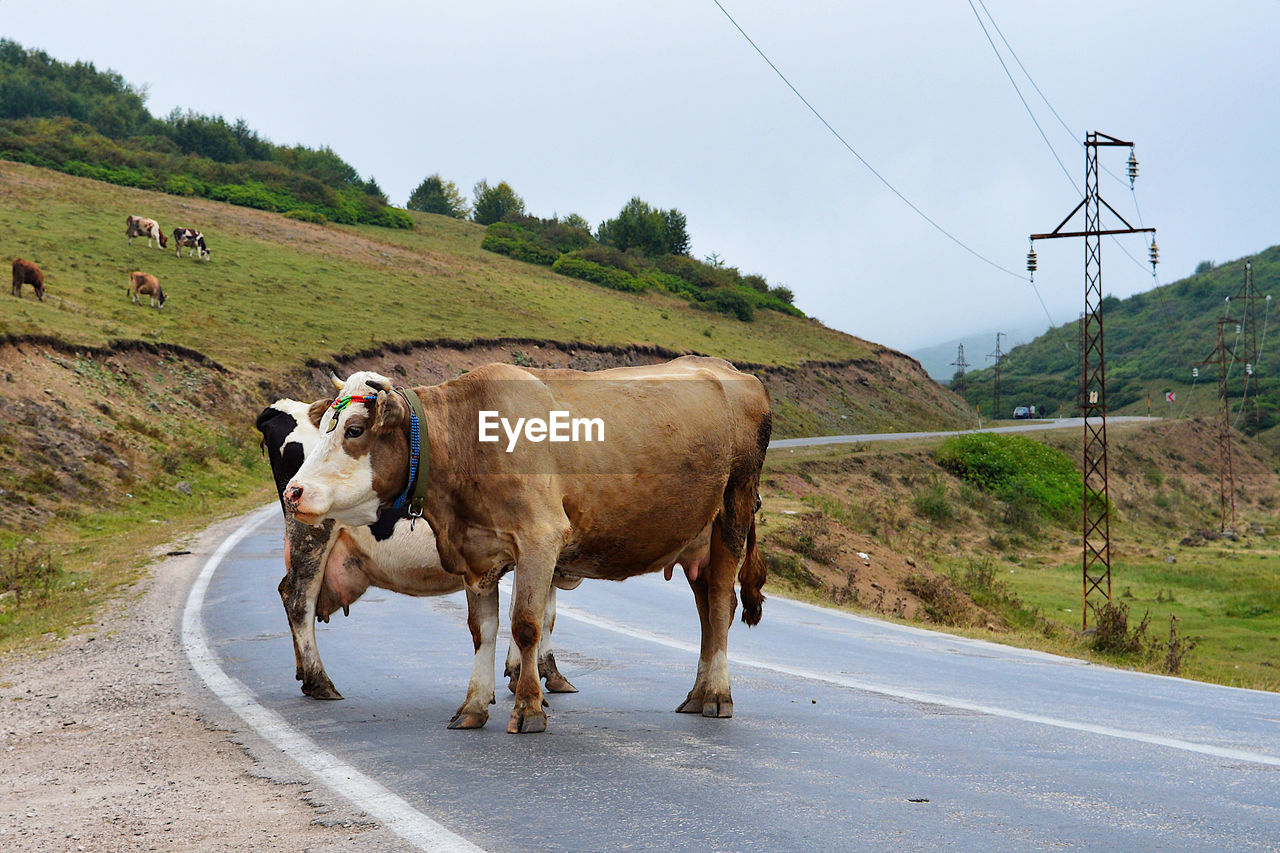 COWS ON ROAD AMIDST LAND