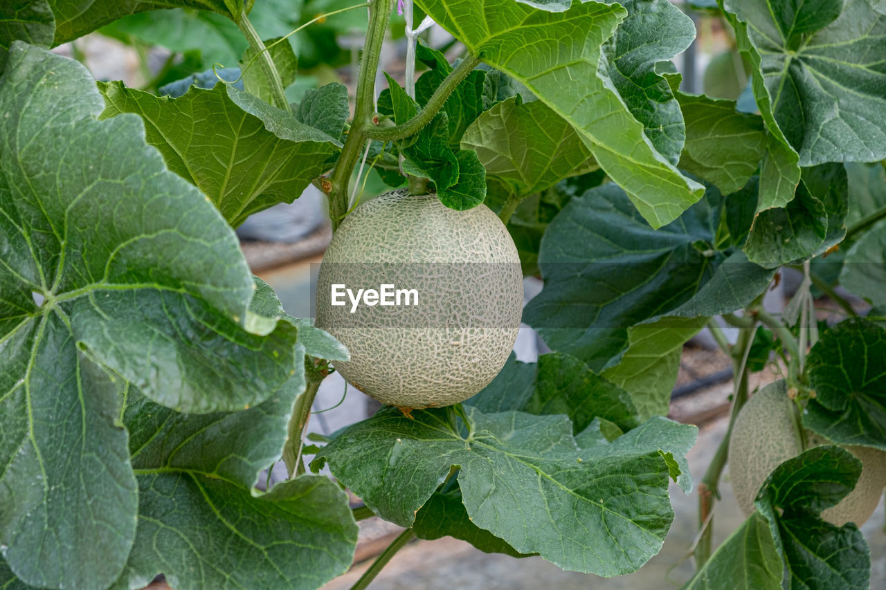 Close-up of fruits growing on tree