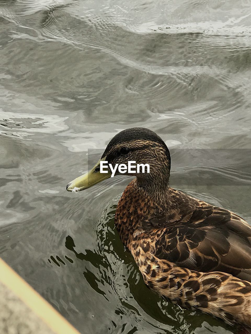 CLOSE-UP OF MALLARD DUCKS SWIMMING IN LAKE