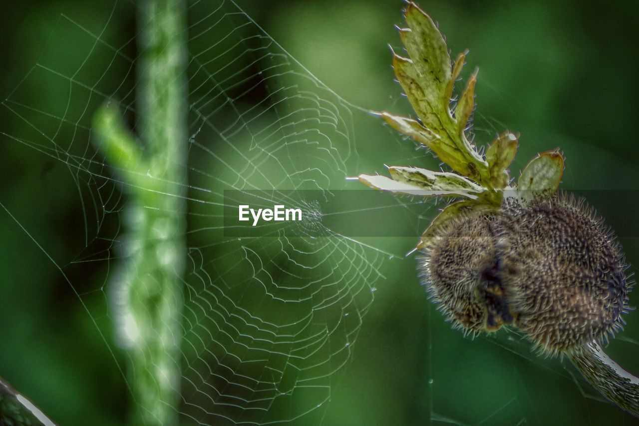 CLOSE-UP OF SPIDER WEB ON FLOWER PLANT