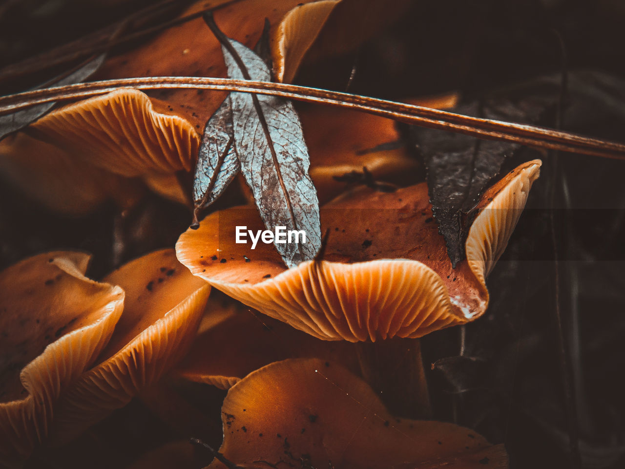macro photography, leaf, close-up, autumn, nature, yellow, mushroom, no people, food, flower, animal wildlife, orange color, animal, animal themes, beauty in nature, vegetable, plant, growth, wildlife, food and drink, outdoors, focus on foreground