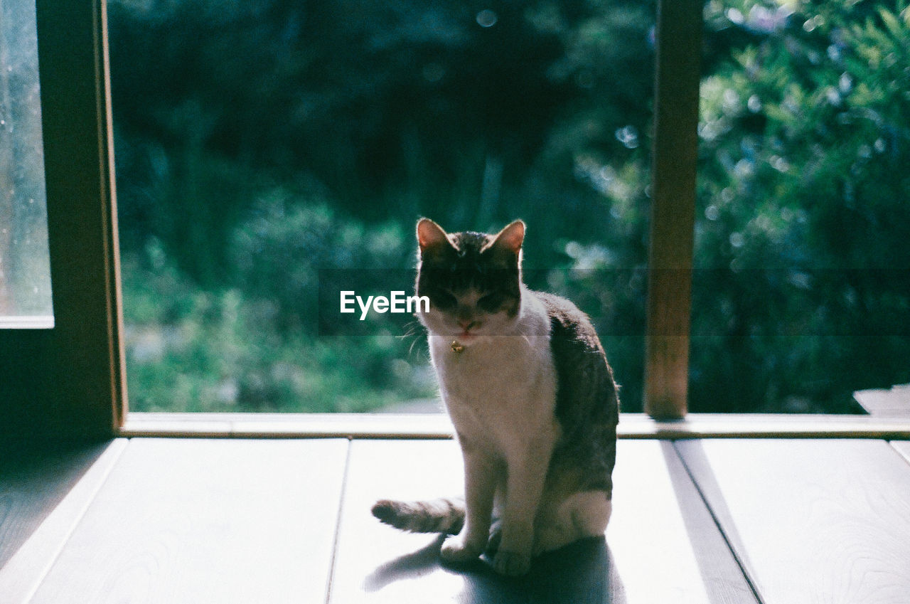 CAT ON WINDOW SILL