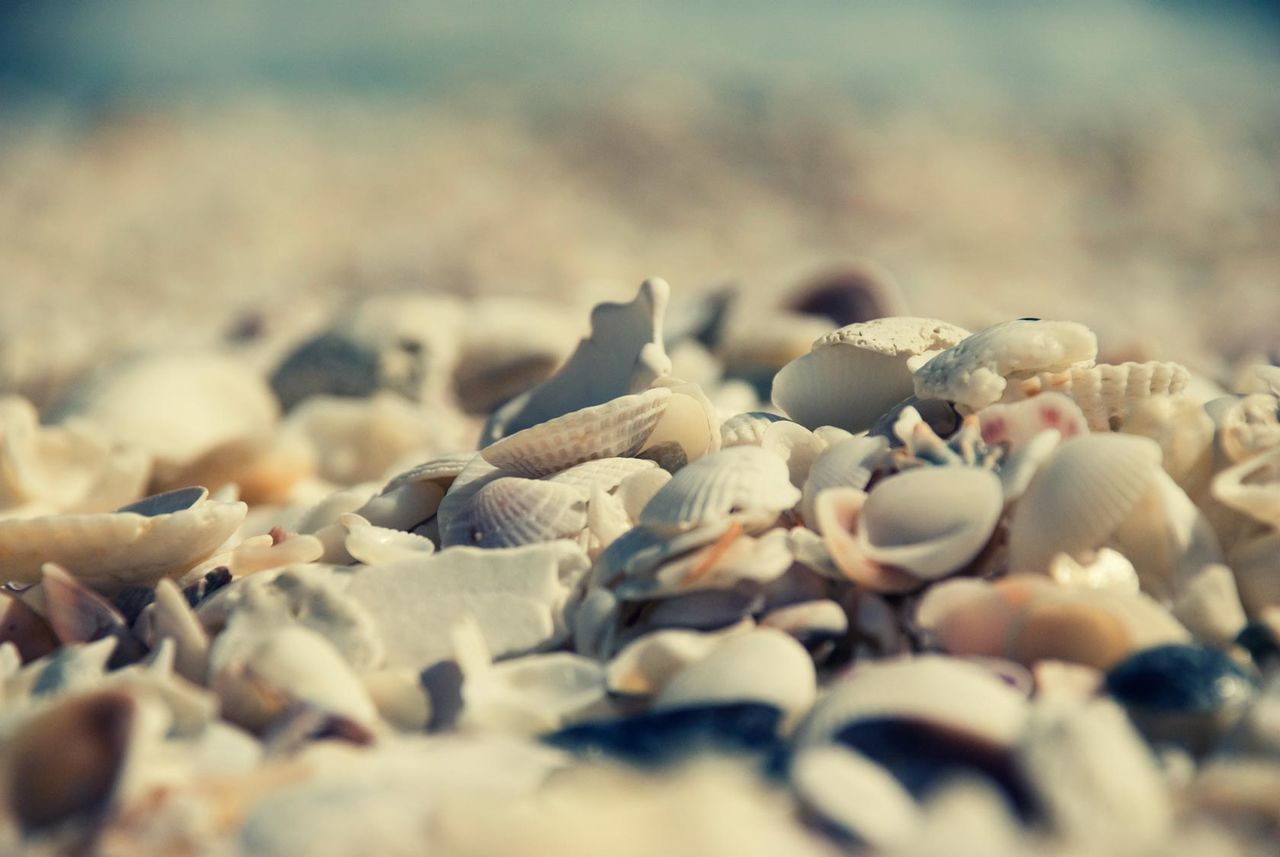 CLOSE-UP OF SEASHELLS ON SAND