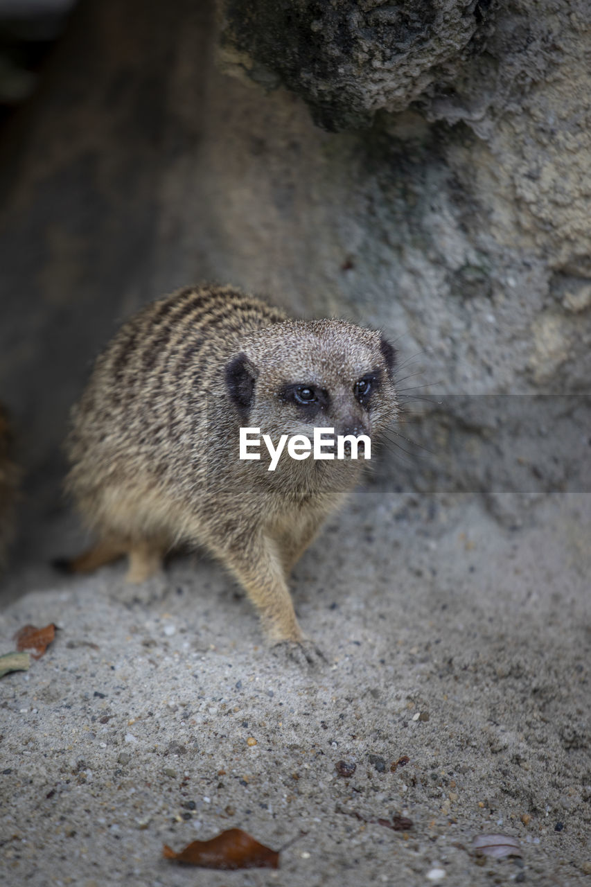 Close-up of meerkat in front of cave