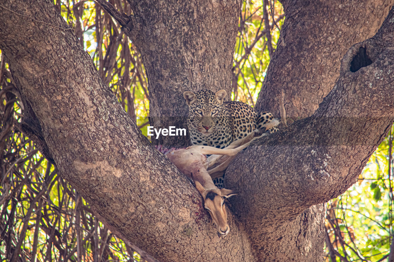 animal, animal themes, tree, animal wildlife, wildlife, mammal, one animal, plant, feline, cat, big cat, nature, no people, trunk, leopard, branch, tree trunk, jungle, relaxation, day, outdoors, carnivora, safari, resting, leaf, beauty in nature