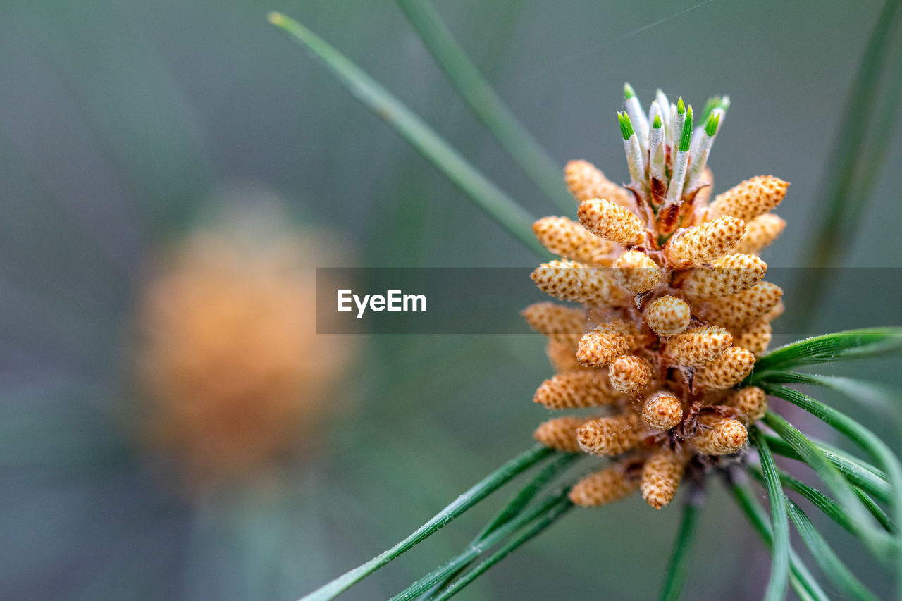 A background wallpaper image of a evergreen pine tree sprouting new shoots in the spring