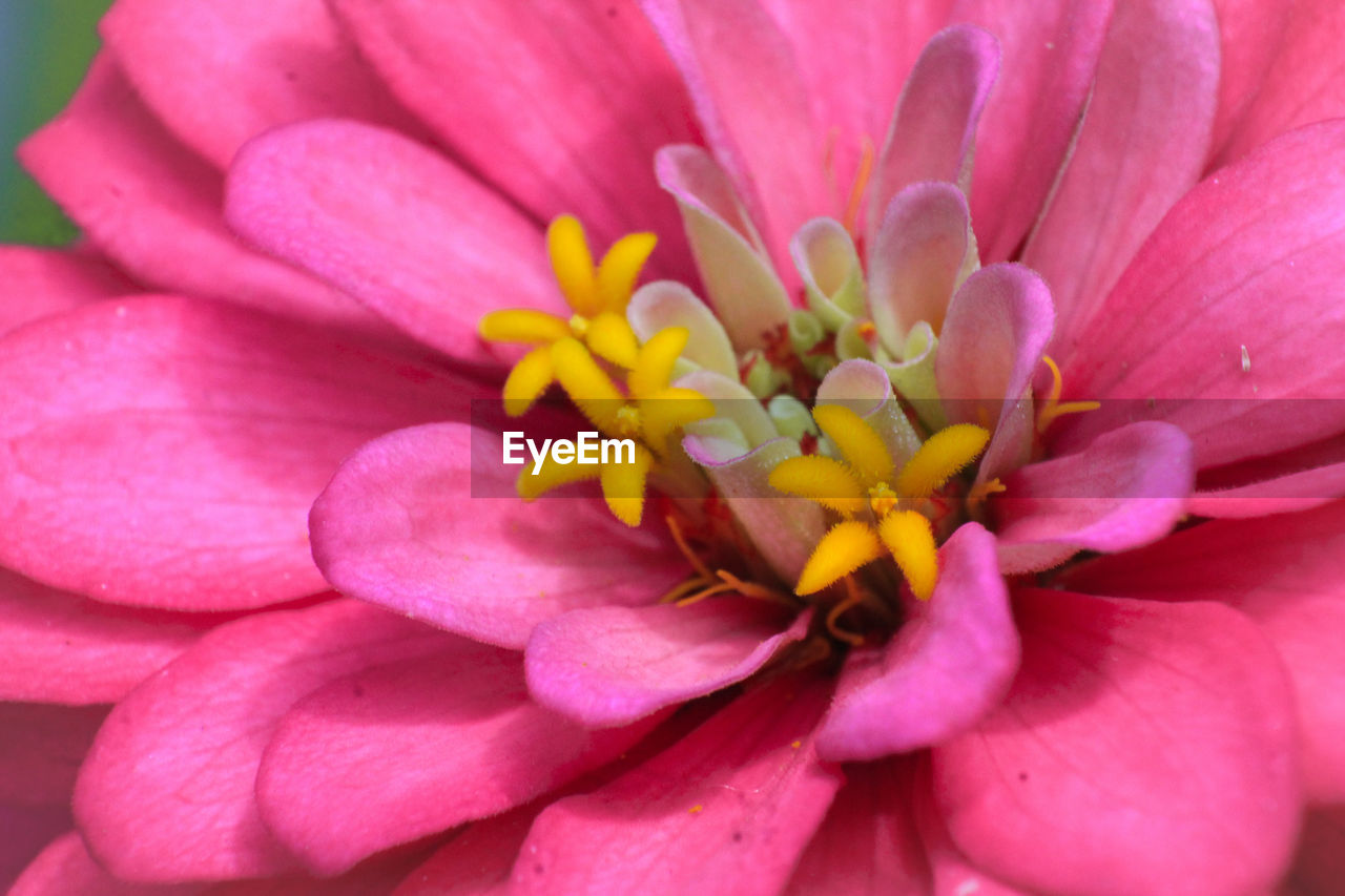 CLOSE UP OF PINK FLOWER