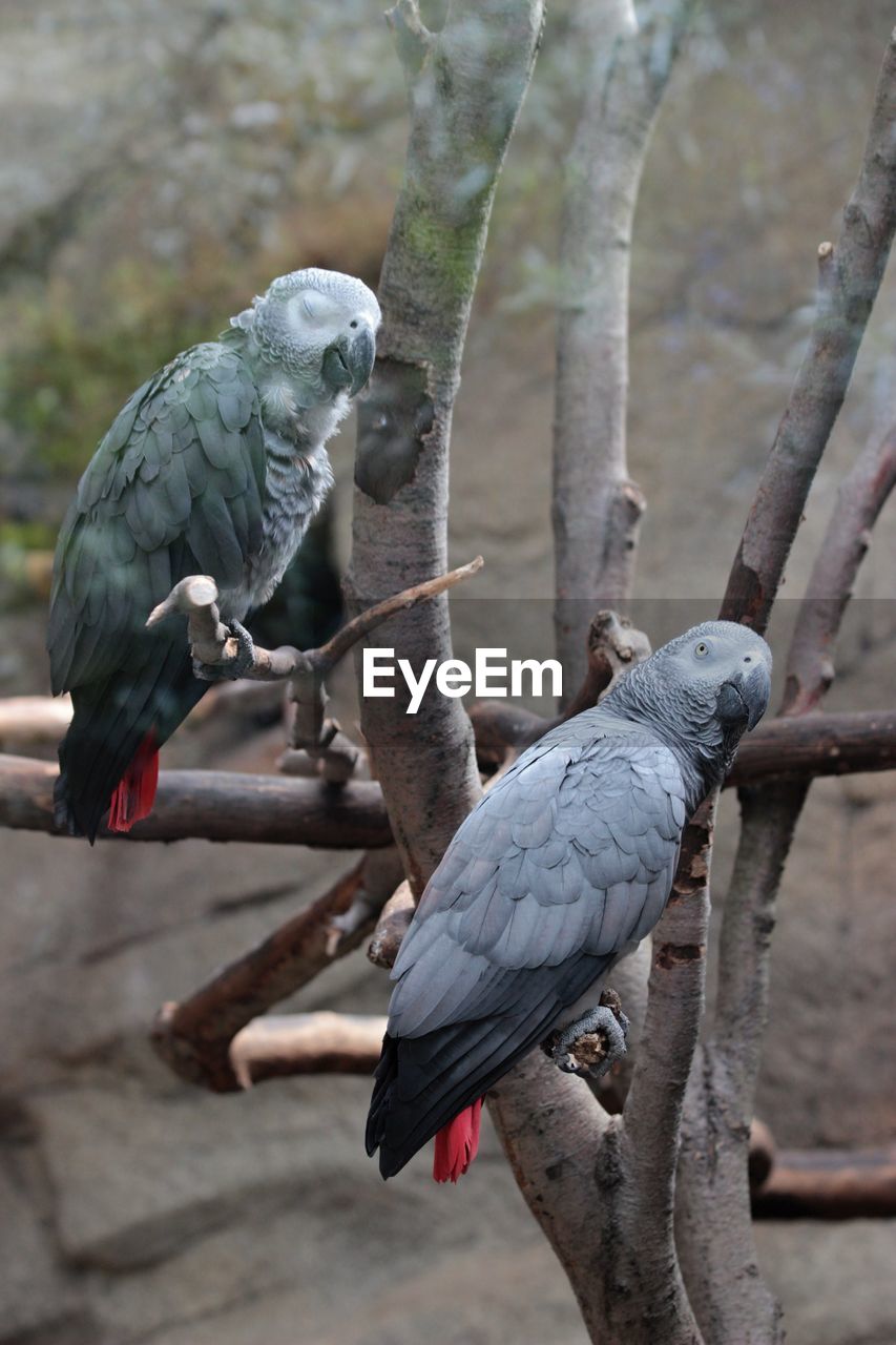 Close-up of parrot perching on branch