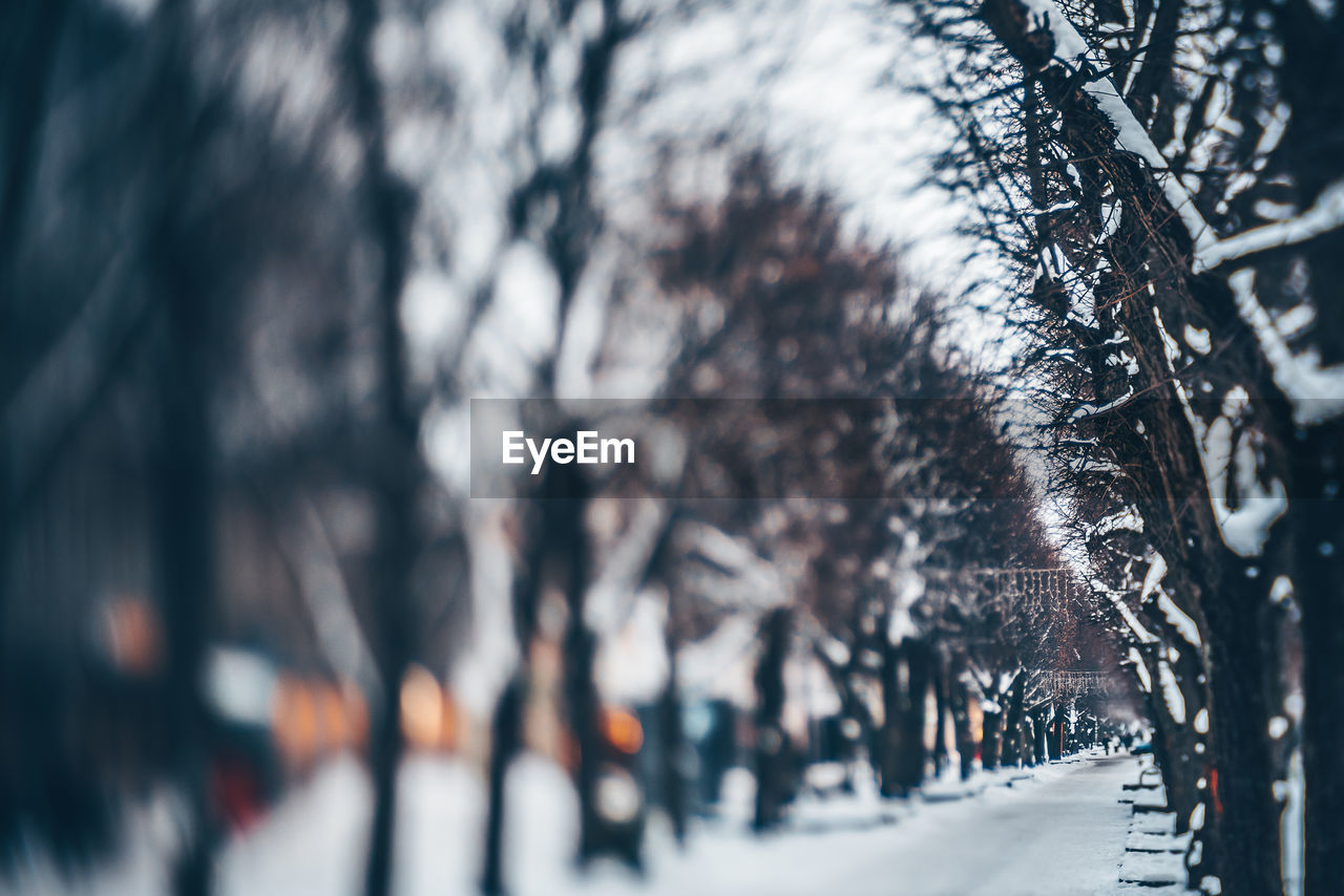 Close-up of bare trees during winter