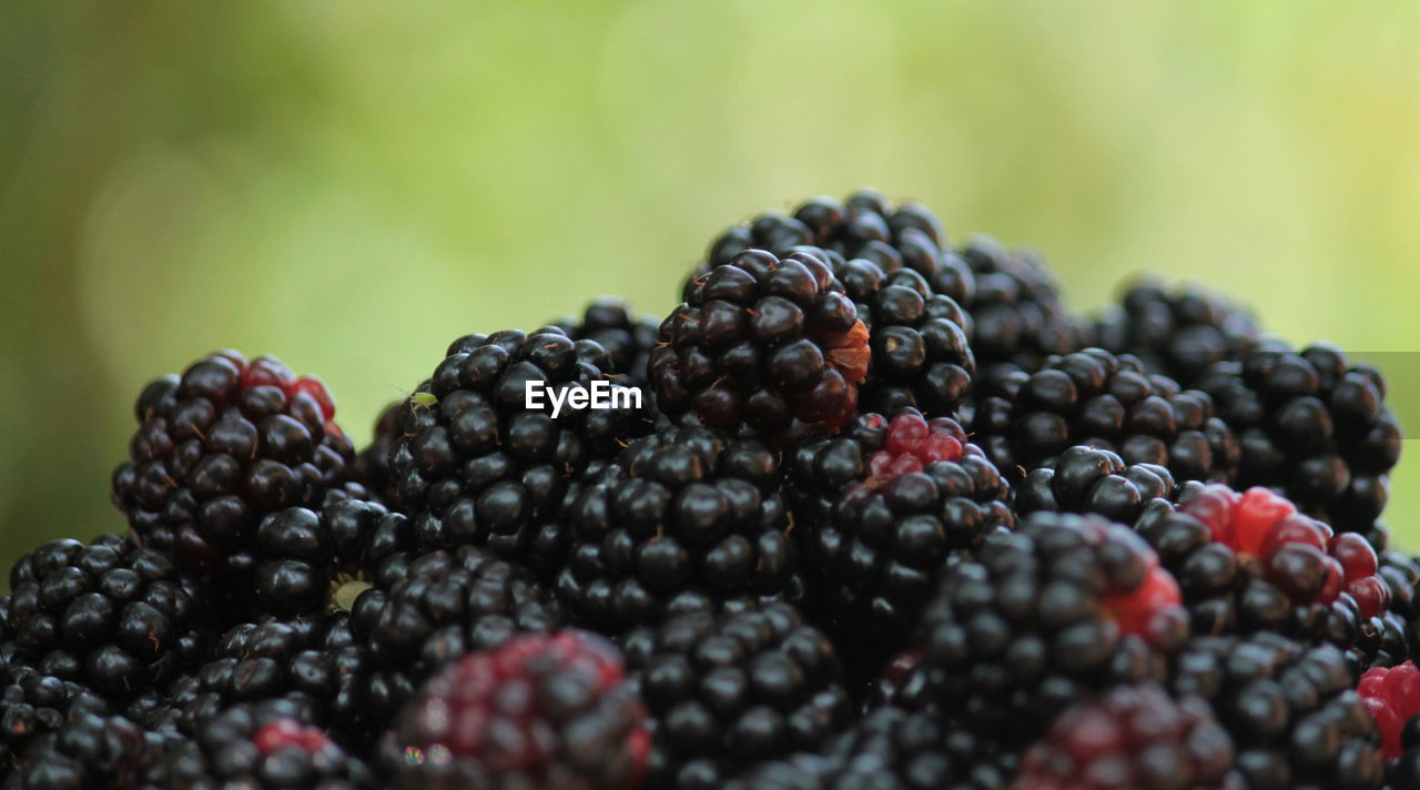 Close-up of blackberries