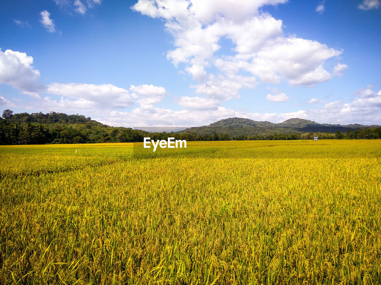 YELLOW FLOWERS GROWING ON FIELD