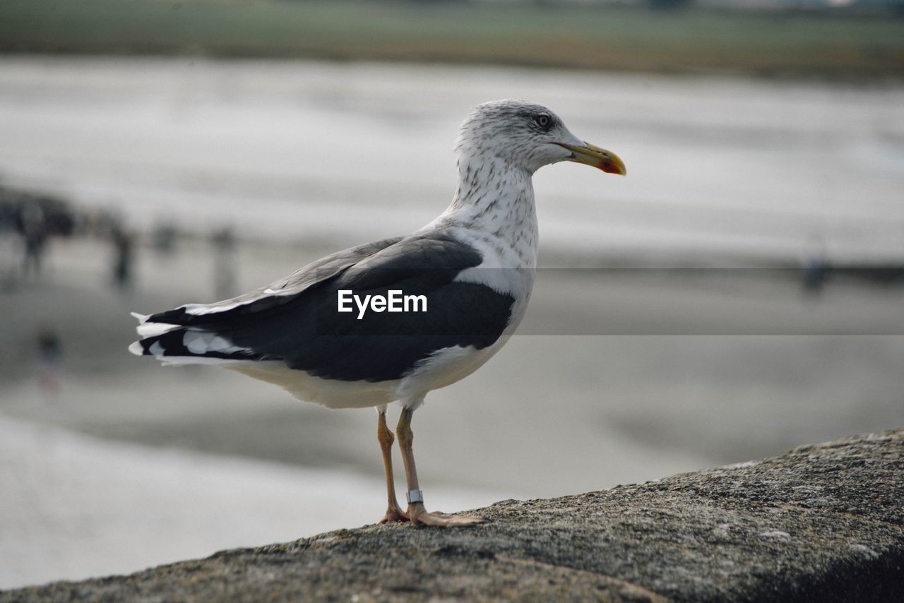 CLOSE-UP OF SEAGULL PERCHING ON A BEACH